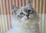 Ivanna - Siberian Cat For Sale - Brighton&comma; CO&comma; US