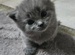 Deux - Munchkin Cat For Sale - Molalla&comma; OR&comma; US