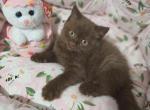 HERSHEY - British Shorthair Cat For Sale - Grand Rapids&comma; MI&comma; US