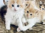 Orange Boy - Siberian Cat For Sale - Belchertown&comma; MA&comma; US