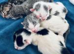 Litter Available June - Siberian Cat For Sale - Belchertown&comma; MA&comma; US