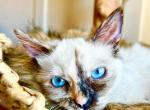 Kobe & Hazel - Siberian Cat For Sale - Belchertown&comma; MA&comma; US