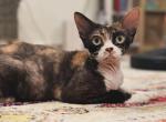 Polina - Devon Rex Cat For Sale - Philadelphia&comma; PA&comma; US