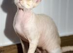 Adora - Devon Rex Cat For Sale - Philadelphia&comma; PA&comma; US