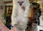Jellybean - Ragdoll Cat For Sale - Front Royal&comma; VA&comma; US