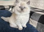 Missy - Ragdoll Cat For Sale - Front Royal&comma; VA&comma; US