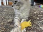 Litter A - Maine Coon Cat For Sale - Kansas City&comma; MO&comma; US