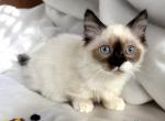 Puffin - Munchkin Cat For Sale - Neosho&comma; MO&comma; US