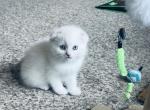 Fiona - Scottish Fold Cat For Sale - WI&comma; US