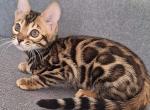 Victoria 1 - Bengal Cat For Sale - Norwalk&comma; CT&comma; US