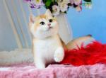 Jessica - British Shorthair Cat For Sale - Norwalk&comma; CT&comma; US