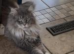 Luna - Maine Coon Cat For Sale - Sioux Falls&comma; SD&comma; US