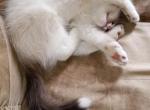 Milo - Ragdoll Cat For Sale - Bigmount&comma; PA&comma; US
