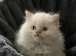 Valentino - Himalayan Cat For Sale - Dover&comma; NH&comma; US