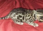 Silver - Bengal Cat For Sale - Tallahassee&comma; FL&comma; US