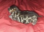 Gold - Bengal Cat For Sale - Tallahassee&comma; FL&comma; US