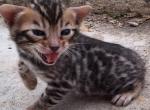 Danny aka brownieNOTavailable - Bengal Cat For Sale - Front Royal&comma; VA&comma; US