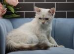 Lou of RomanovCats - Siberian Cat For Sale - Ashburn&comma; VA&comma; US