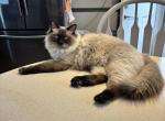 Gorgeous Felix - Ragdoll Cat For Sale - Mount Joy&comma; PA&comma; US