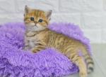 Baly - British Shorthair Cat For Sale - Pembroke Pines&comma; FL&comma; US