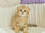Silvia - Scottish Fold Cat For Sale - Hollywood&comma; FL&comma; US