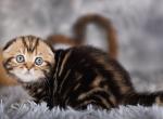 Lacosta - Scottish Fold Cat For Sale - Hollywood&comma; FL&comma; US