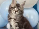 Daddy - Maine Coon Cat For Sale - Miami&comma; FL&comma; US