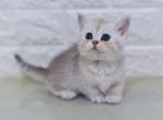 Ilana - Minuet Cat For Sale - Pembroke Pines&comma; FL&comma; US