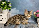 Sienna&lowbar; - Munchkin Cat For Sale - Pembroke Pines&comma; FL&comma; US