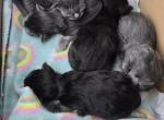 BLACK SMOKE MALE MAINE COON KITTEN - Maine Coon Cat For Sale - Union City&comma; MI&comma; US