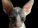 dilute calico 2 SOLD - Cornish Rex Cat For Sale - Amelia Island&comma; FL&comma; US