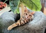 Zsa Zsa Darling - Bengal Cat For Sale - Bronx&comma; NY&comma; US