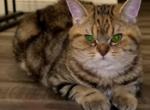 Deniz - British Shorthair Cat For Sale - Maineville&comma; OH&comma; US