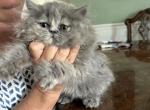 Harper - Persian Cat For Sale - Charlotte&comma; NC&comma; US
