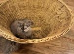 Mia - Persian Cat For Sale - Charlotte&comma; NC&comma; US