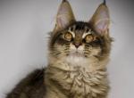 Pepper - Maine Coon Cat For Sale - McArthur&comma; CA&comma; US