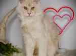 Flame - Maine Coon Cat For Sale - McArthur&comma; CA&comma; US