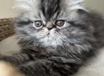 Artic - Persian Cat For Sale - CT&comma; US