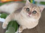Antos - British Shorthair Cat For Sale - Jacksonville&comma; FL&comma; US