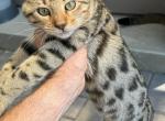 F2 Savannah hybrid - Savannah Cat For Sale - Encinitas&comma; CA&comma; US