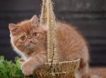 Tangerine - Exotic Cat For Sale - Pembroke Pines&comma; FL&comma; US