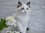 Ophelia - Ragdoll Cat For Sale - Norwalk&comma; CT&comma; US