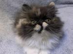 Chika - Persian Cat For Sale - Pembroke Pines&comma; FL&comma; US