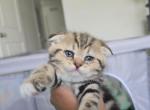 Scottish Fold and Ragdoll Litter 2 - Scottish Fold Cat For Sale - OH&comma; US