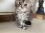 Silver girl available may 15th - Maine Coon Cat For Sale - Atlanta&comma; GA&comma; US