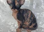 Freya - Sphynx Cat For Sale - Brooklyn&comma; NY&comma; US