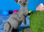 Grey - Bambino Cat For Sale - Brooklyn&comma; NY&comma; US