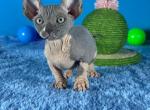 Oscar - Bambino Cat For Sale - Brooklyn&comma; NY&comma; US