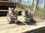 Trading - Maine Coon Cat For Sale - Atlanta&comma; GA&comma; US