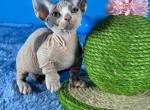 Tobby - Bambino Cat For Sale - Brooklyn&comma; NY&comma; US